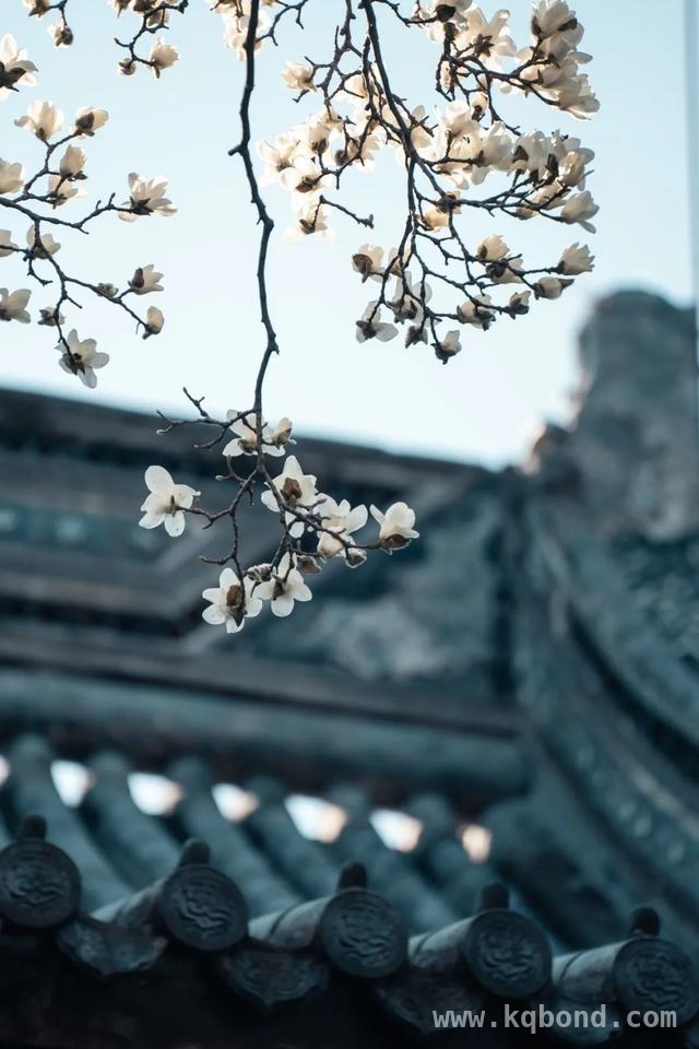 秋霞圃里的春天：白玉兰绽放古韵之美
