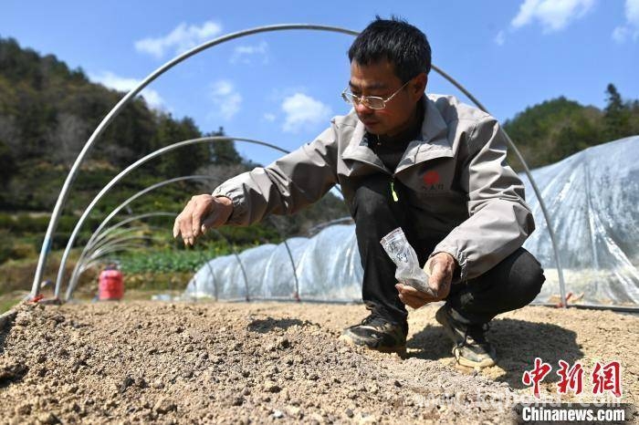 黄山贡菊“太空种子”播育，为菊文化旅游添新彩，安徽省首次太空搭载的贡菊种子，在歙县开启播育进程