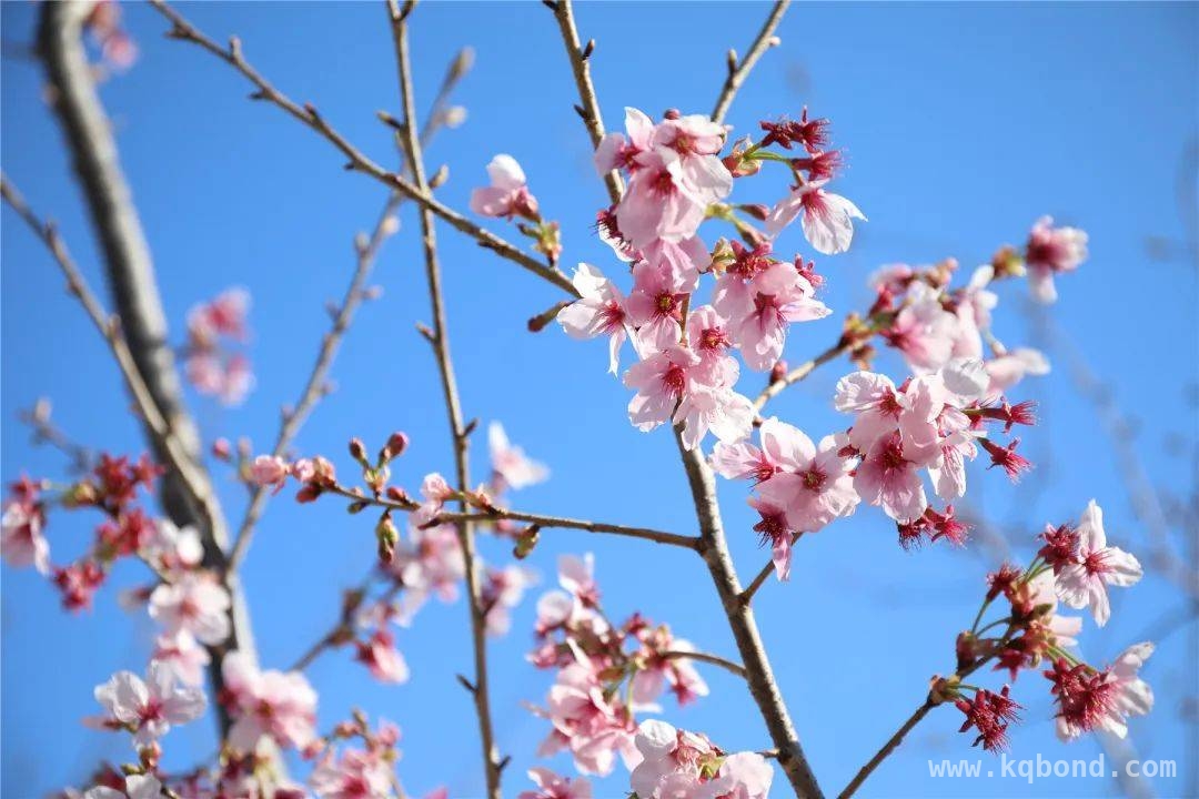 5. 玉渊潭第三十六届樱花活动开幕，带你领略春日繁花胜景
