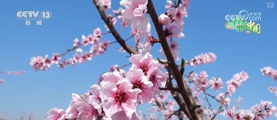 从桃花到油菜花，农文旅融合的致富密码