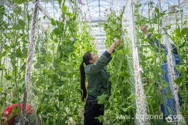 崇明农业科技基地：新农人培育的香豌豆花开正艳，新农人雷利锋：在崇明种出香豌豆奇迹