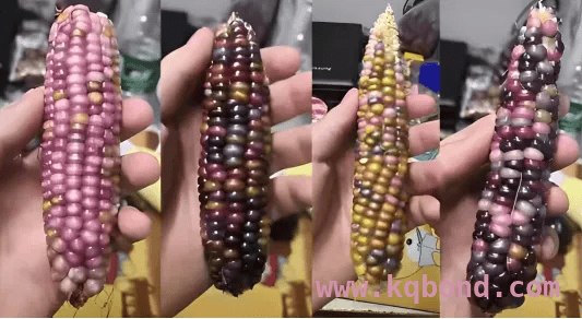 揭秘加工玉米：营销号谎言下的真相
