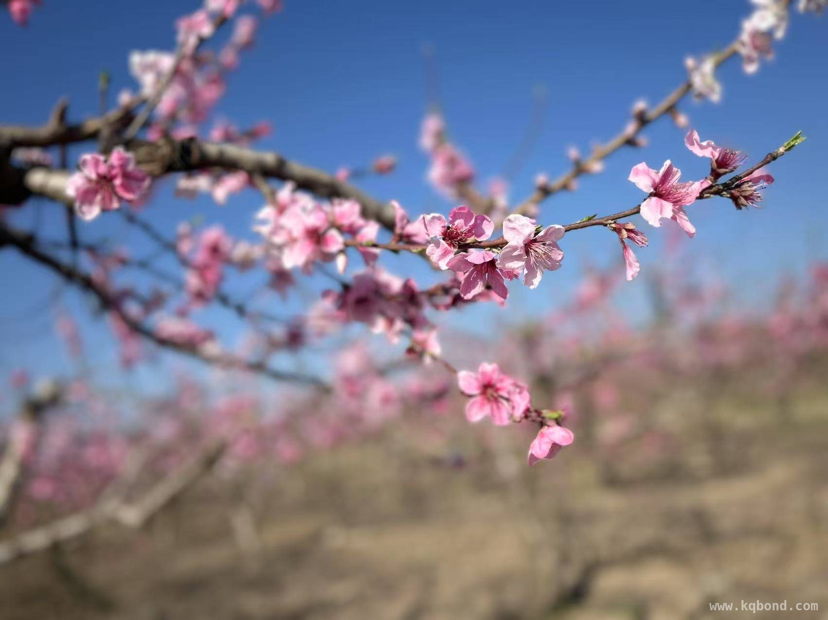 “桃韵新光”摄影赛圆满结束，迎仙郑寨村桃花盛景出圈