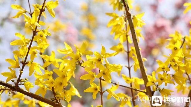 踏春好去处！日照河山近万株连翘迎春怒放