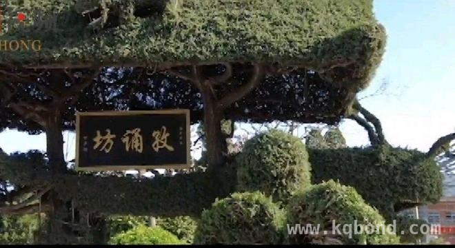 菏泽古今牡丹园升级亮相，牡丹节开启文化赏花之旅