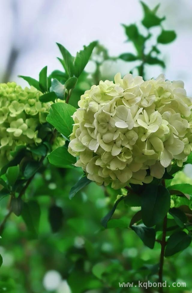 春日上海，与绝美花海来一场浪漫之约